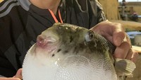 Meski beracun ikan fugu sudah menjadi warisan kuliner atau hidangan populer di Jepang, China dan berbagai negara di Asia. Ikan ini sering dijadikan sashimi. Foto: Site Culinary/Visual