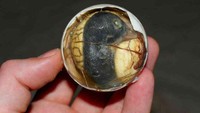 Berkunjung ke Filipina, banyak wisatwan penasaran mencicipi balut. Hidangan ini berasal dari embrio bebek yang menjadi makanan khas di sana. Foto: Site Culinary/Visual