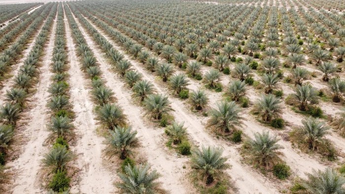 A drone view shows palm trees planted in the 'green belt' area around the holy city of Karbala, in an attempt to prevent the worsening of desertification and sandstorms, which is a reflection of national efforts to restore Iraq’s agricultural sector, on the outskirts of Karbala, Iraq, April 12, 2025. REUTERS/Alaa Al-Marjani     TPX IMAGES OF THE DAY