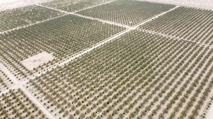 A drone view shows palm trees planted in the 'green belt' area around the holy city of Karbala, in an attempt to prevent the worsening of desertification and sandstorms, which is a reflection of national efforts to restore Iraq’s agricultural sector, on the outskirts of Karbala, Iraq, April 12, 2025. REUTERS/Alaa Al-Marjani     TPX IMAGES OF THE DAY