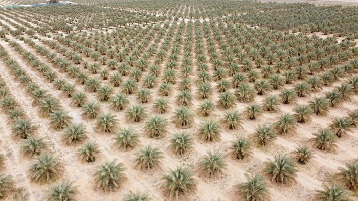 A drone view shows palm trees planted in the 'green belt' area around the holy city of Karbala, in an attempt to prevent the worsening of desertification and sandstorms, which is a reflection of national efforts to restore Iraq’s agricultural sector, on the outskirts of Karbala, Iraq, April 12, 2025. REUTERS/Alaa Al-Marjani     TPX IMAGES OF THE DAY