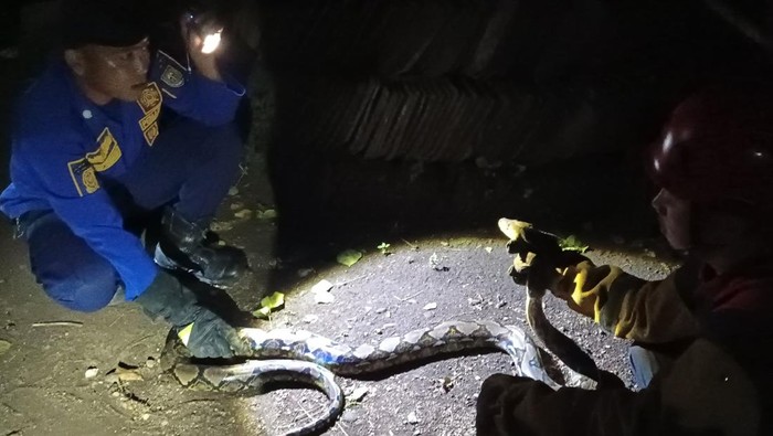 Damkar dan warga mengevakuasi ular sanca kembang yang ngumpet di tumpukan genteng di pekarangan rumah warga Mojosongo, Boyolali.