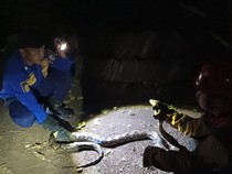 Tepergok Saat Seberangi Jalan, Ular Sanca 3 Meter Ditangkap Tim Damkar Boyolali