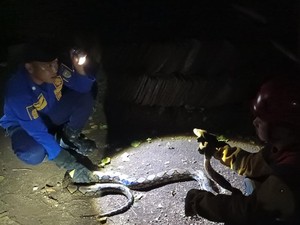 Tepergok Saat Seberangi Jalan, Ular Sanca 3 Meter Ditangkap Tim Damkar Boyolali