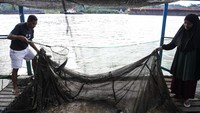 Warga mengangkat jaring berisi ikan di keramba yang dibuat di Sungai Mahakam, Samarinda Seberang, Samarinda, Kalimantan Timur, Rabu (16/4/2025).