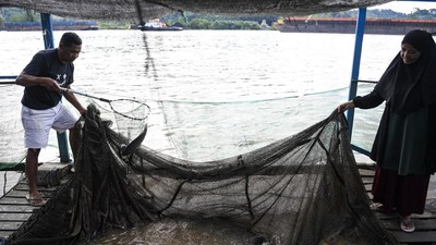 Geliat Budi Daya Ikan Air Tawar di Samarinda
