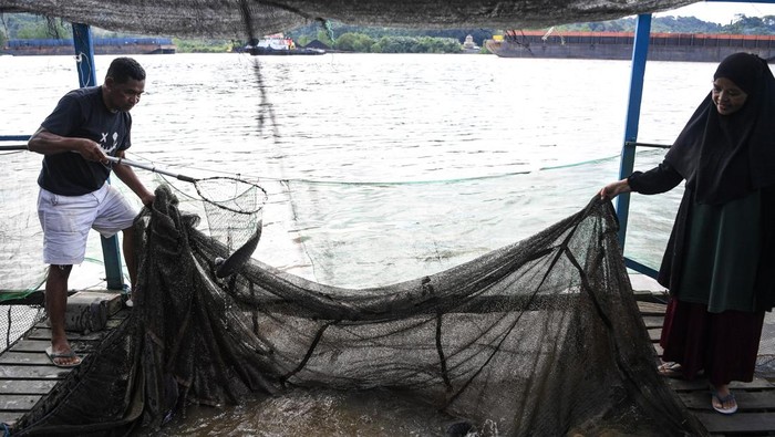 Geliat Budi Daya Ikan Air Tawar di Samarinda Keramba milik warga berada di Sungai Mahakam, Samarinda Seberang, Samarinda, Kalimantan Timur, Rabu (16/4/2025). Kelompok Pembudi daya Ikan (Pokdakan) Maju Bersama Bisa membudidayakan ikan air tawar seperti ikan mas dan nila yang mencapai 32.000 ekor dalam 16 kotak keramba itu beromzet sekitar Rp3,8 juta per bulan. ANTARA FOTO/M Risyal Hidayat/Spt.