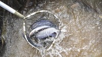 Kelompok Pembudi daya Ikan (Pokdakan) Maju Bersama Bisa membudidayakan ikan air tawar seperti ikan mas dan nila yang mencapai 32.000 ekor dalam 16 kotak keramba.  