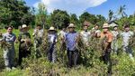 Melihat Panen Kacang Tanah di Bali