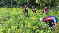 Panen kacang tanah ini dilakukan di lahan satu hektare.
