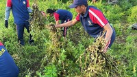 Kacang tanah yang dipanen seberat 800 kilogram.