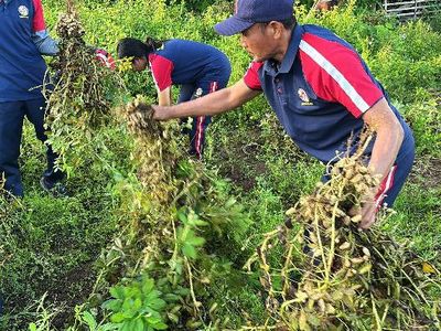 Melihat Panen Kacang Tanah di Bali