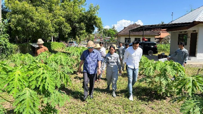 Kepala Bakamla RI Panen Kacang Tanah di Bali Kepala Badan Keamanan Laut Republik Indonesia (Bakamla RI), Laksdya TNI Dr. Irvansyah, S.H., M.Tr.Opsla., melaksanakan panen kacang tanah di lahan Bakamla RI yang terletak di Banjar Yeh Malet, Desa Antiga Kelod, Kecamatan Manggis, Karangasem, Bali, Selasa (15/4/2025).