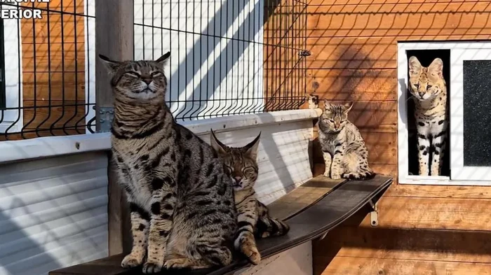 Kucing eksotis yang diamankan polisi Spanyol