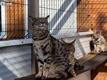 Nasib Suami-Istri yang Jual Kucing Eksotis Rp1,1 M