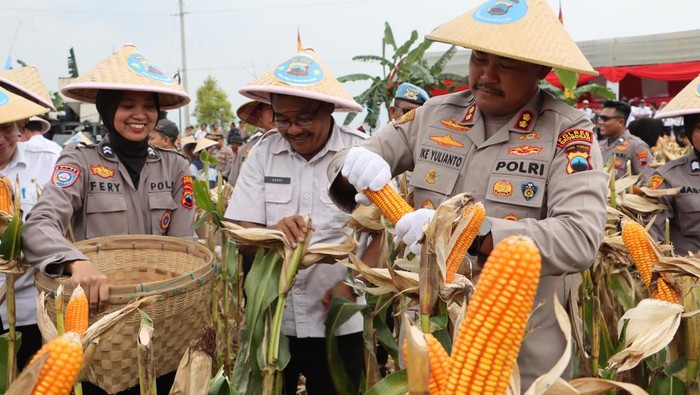 Kapolres Grobogan, AKBP Ike Yulianto, saat memanen jagung di lahan seluas 274 hektare di Desa Genengsari, Kecamatan Toroh. Foto diunggah Rabu (16/4/2025).