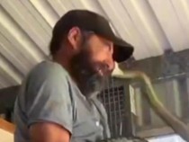 Pengakuan Pawang Saat Wajahnya Digigit Ular