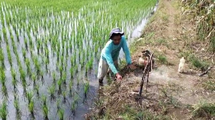 Petani padi di Musi Rawas melakukan pengemposan untuk basmi hama tikus