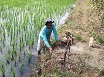 Petani Musi Rawas Aktifkan Fumigasi Basmi Hama Tikus