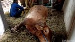 Damkar Evakuasi Sapi Terjepit Tembok Rumah di Lamongan