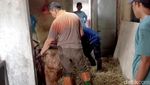 Damkar Evakuasi Sapi Terjepit Tembok Rumah di Lamongan