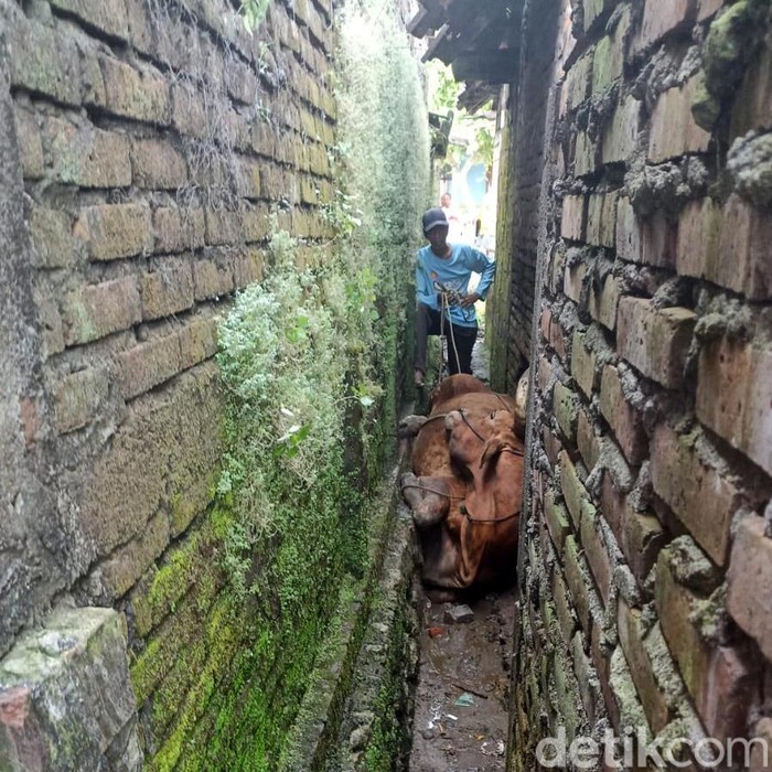 Sapi Terjepit di Sela Rumah Warga di Lamongan
