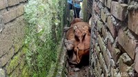 Peristiwa sapi yang terjepit di sela-sela rumah warga itu terjadi pada Selasa (15/4/2025) kemarin di Desa Sambangrejo, Kecamatan Modo, Lamongan.