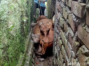 Waduh! Seekor Sapi Besar Terjepit di Lompongan Rumah Warga Lamongan