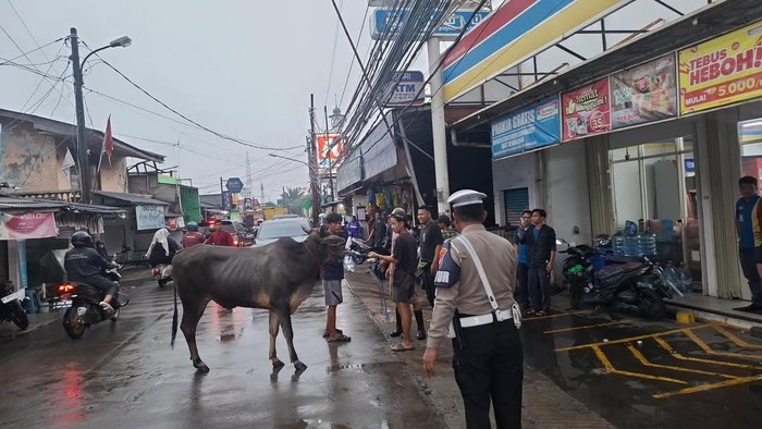 Seekor sapi bikin heboh warga di Kelapa Dua, Kota Depok. Sapi itu lepas hingga masuk ke dalam sebuah minimarket. (dok Lantas Polres Depok)