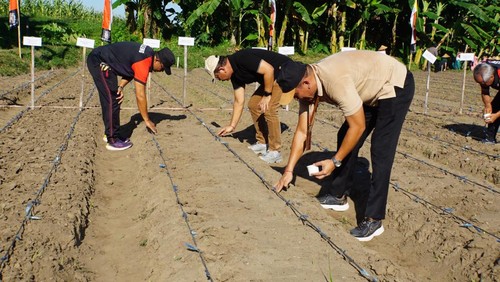 Bupati Sutjidra menanam bibit jagung Goak Poleng bersama Polres Buleleng, di Hutan Kota Singaraja, Rabu (16/4/2025).