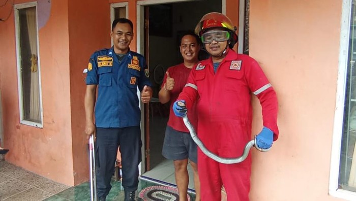 Ular kobra maasuk rumah di Dusun Tegalrejo, Kecamatan Bawen, Kabupaten Semarang, dievakuasi petugas Damkar, Selasa (15/4/2025).