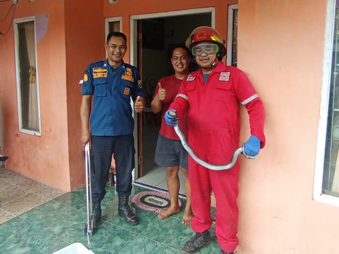 Ular kobra maasuk rumah di Dusun Tegalrejo, Kecamatan Bawen, Kabupaten Semarang, dievakuasi petugas Damkar, Selasa (15/4/2025).