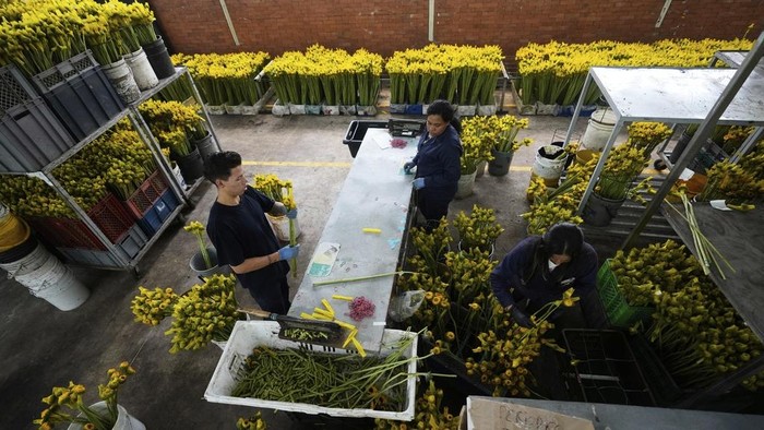 A worker pulls a cart of freshly cut sunflowers at the Phytotec flower farm, which exports to the United States, in El Rosal, Colombia, Wednesday, April 16, 2025. (AP Photo/Fernando Vergara)