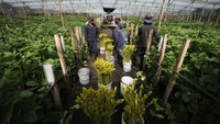Pekerja memanen bunga matahari di perkebunan bunga Phytotec di El Rosal, Kolombia, Rabu (16/4/2025).  