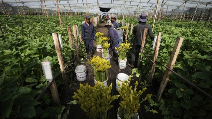 A worker pulls a cart of freshly cut sunflowers at the Phytotec flower farm, which exports to the United States, in El Rosal, Colombia, Wednesday, April 16, 2025. (AP Photo/Fernando Vergara)