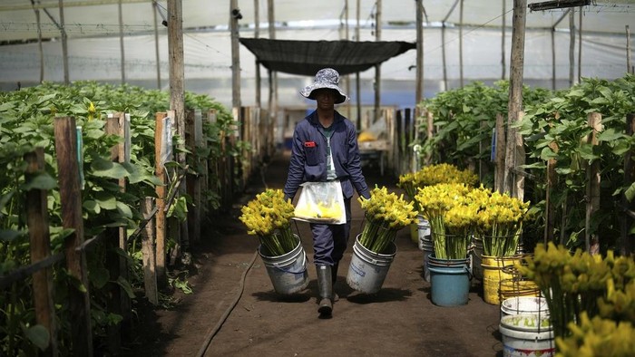 Bisnis Bunga di Kolombia Terganggu Tarif Impor Trump A worker pulls a cart of freshly cut sunflowers at the Phytotec flower farm, which exports to the United States, in El Rosal, Colombia, Wednesday, April 16, 2025. (AP Photo/Fernando Vergara)