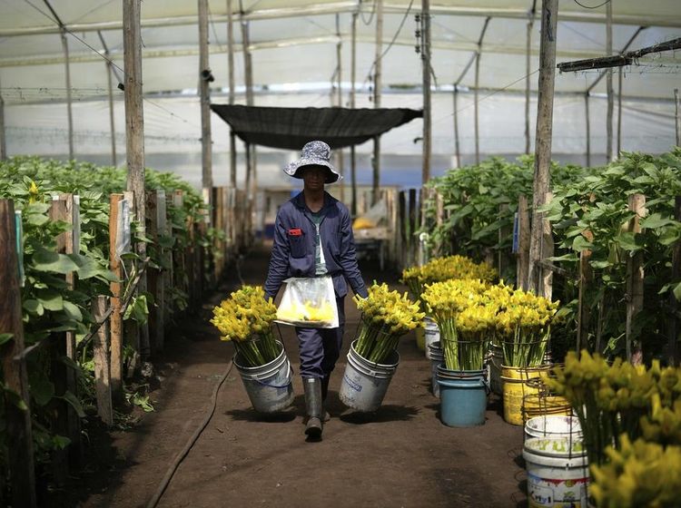 Bisnis Bunga di Kolombia Terganggu Tarif Impor Trump