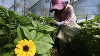Namun bisnis bunga di Kolombia akan terganggu setelah Amerika Serikat memberlakukan sanksi dan tarif sebesar 25 persen pada semua barang dari Kolombia atas penolakan Bogota untuk menerima migran yang dideportasi.  