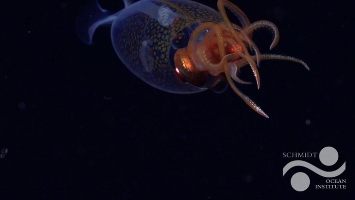 Cumi-cumi kolosal (Mesonychoteuthis hamiltoni)