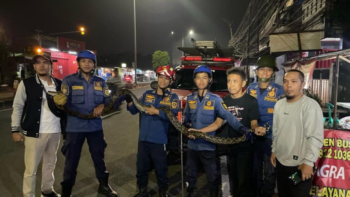 Damkar Bogor mengevakuasi seekor ular sanca 3 meter yang sembunyi di plafon rumah warga.