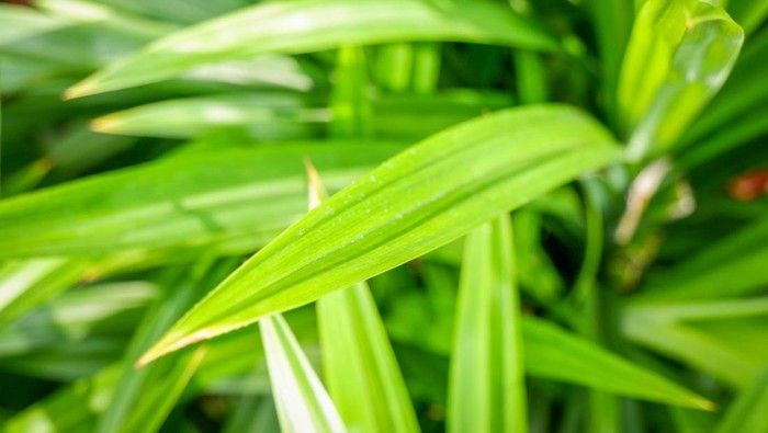 Close-up of Pandan leaves (Pandanus amaryllifolius) in garden with sunlight.