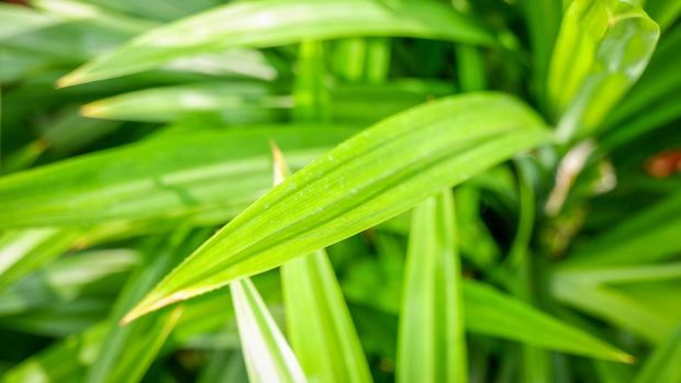 Close-up of Pandan leaves (Pandanus amaryllifolius) in garden with sunlight.