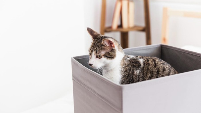 Kenapa Kucing Suka Berak di Tempat Sama Secara Terus Menerus?