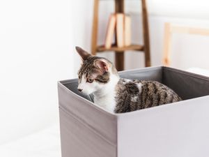 Kenapa Kucing Suka Berak di Tempat Sama Secara Terus-menerus? Ini Jawabannya
