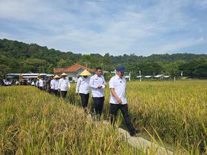Menteri Imipas Panen Raya Padi di Lapas Terbuka Nusakambangan Bareng 18 Napi