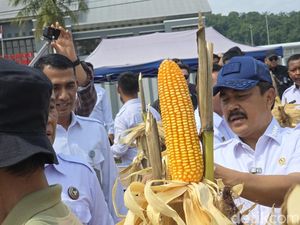 Menteri Agus Pimpin Panen Jagung Bareng 15 Napi di Lapas Gladakan Nusakambangan