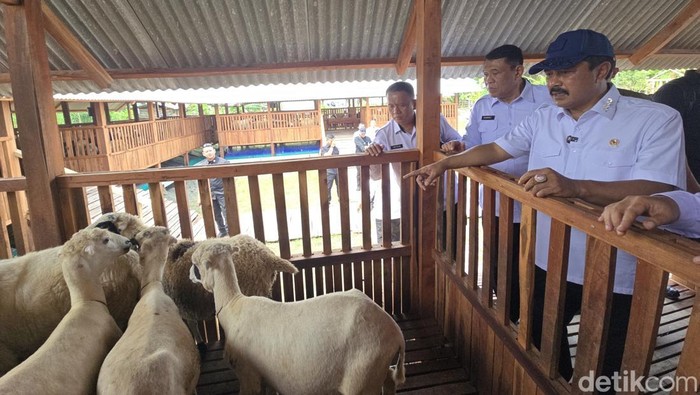 Menteri Imigrasi dan Permasyarakatan (Imipas) Agus Andrianto mengecek perkembangan peternakan domba di Lapas Kembang Kuning, Nusakambangan, Cilacap, Jawa Tengah (Jateng). (Audrey/detikcom).