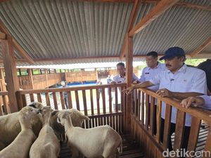Menteri Agus Cek Ternak Domba di Nusakambangan, Pastikan Program Pangan Berjalan