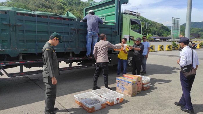 Penggagalan pengiriman burung ilegal ke Bali di Pelabuhan Lembar, Lombok Barat, NTB, Rabu (16/4/2025). (Istimewa)