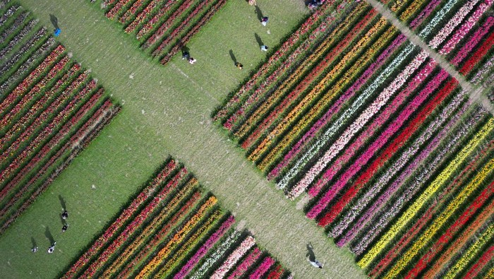 A visitor views tulips in bloom, part of one and a half million bulbs grown for Tulleys Tulip Fest at Tulleys Farm, Turners Hill, southern Britain, April 16, 2025. REUTERS/Toby Melville